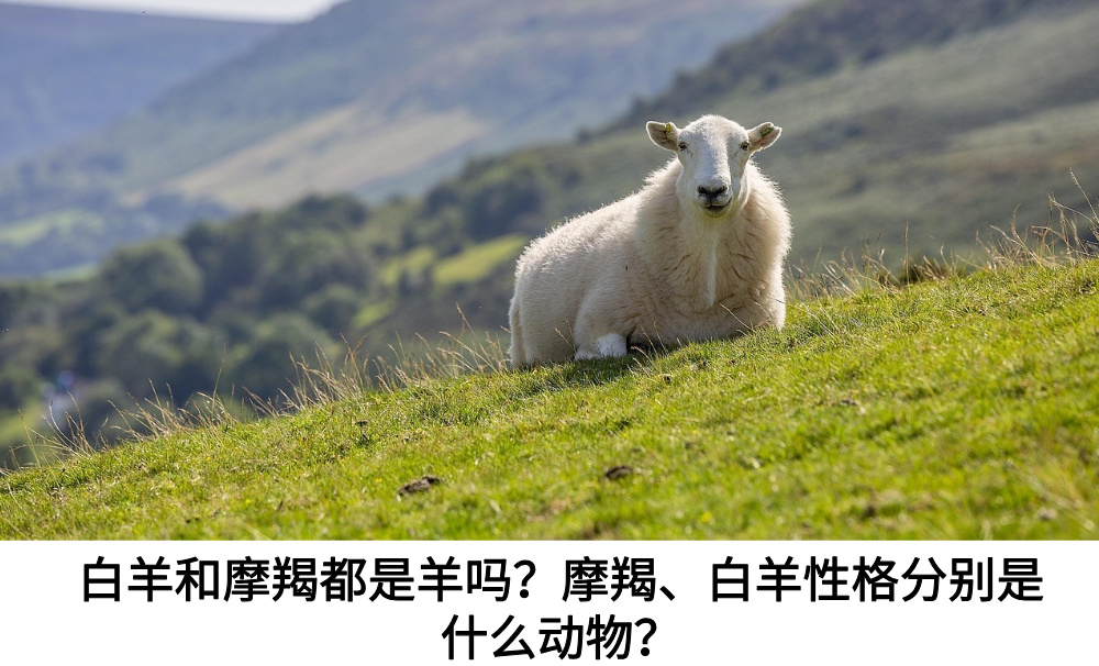白羊和摩羯都是羊吗？摩羯、白羊白羊和摩羯都是羊吗？摩羯、白羊分别是什么动物？分别是什么动物？