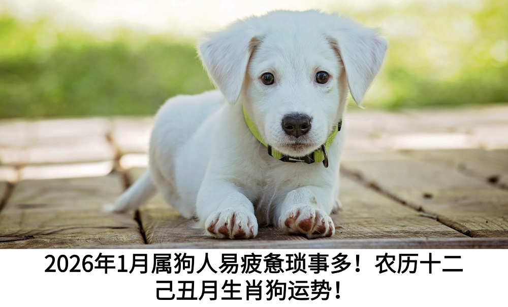 2026年1月属狗人易疲惫琐事多！农历十二己丑月生肖狗运势！