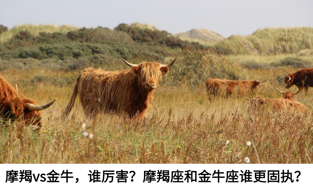 摩羯vs金牛，谁厉害？摩羯座和金牛座谁更固执？