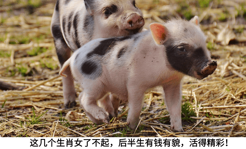 这几个生肖女了不起,后半生有钱有貌,活得精彩!