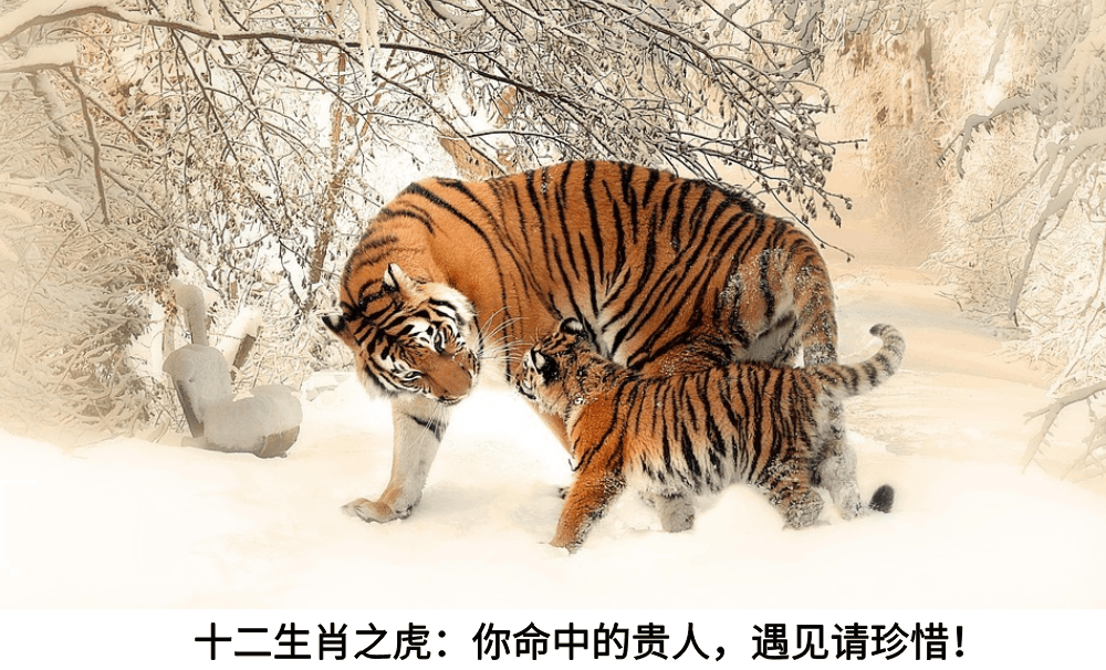 十二生肖之虎:你命中的贵人,遇见请珍惜!