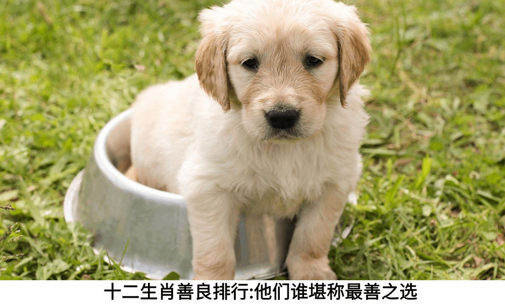 十二生肖善良排行:他们谁堪称最善之选