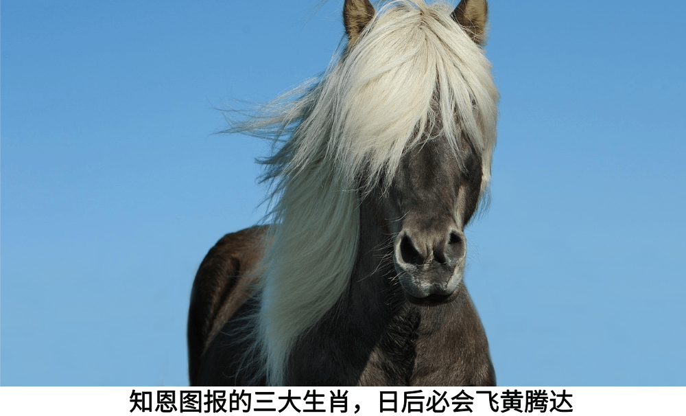 知恩图报的三大生肖，日后必会飞黄腾达