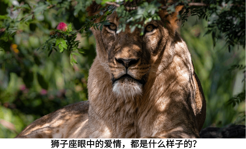 狮子座眼中的爱情,都是什么样子的?