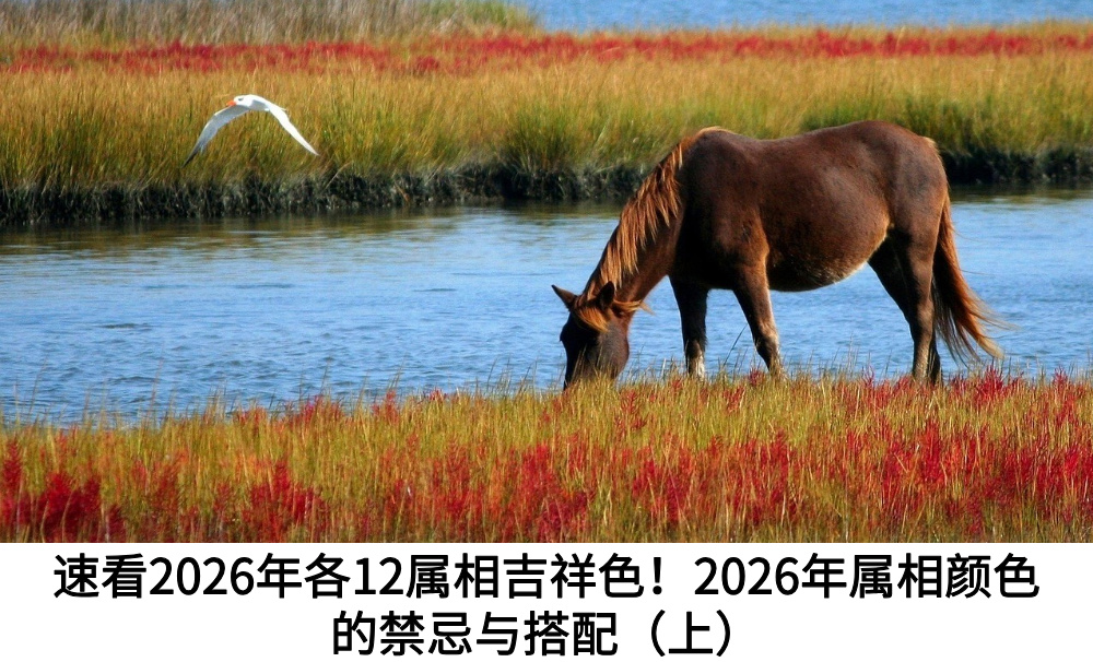 速看2026年各12属相吉祥色！2026年属相颜色的禁忌与搭配（上）