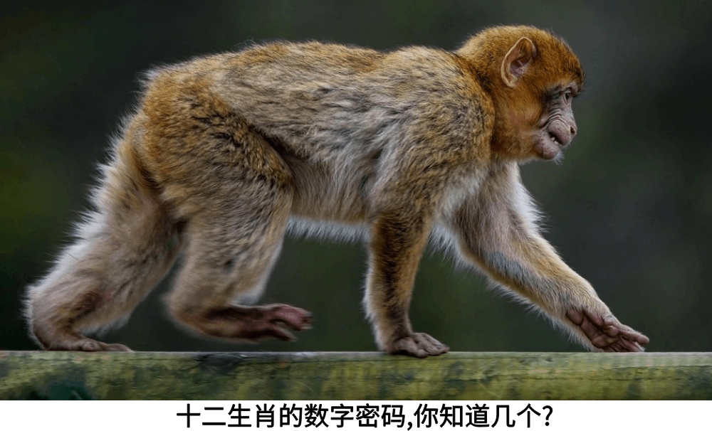 十二生肖的数字密码,你知道几个?