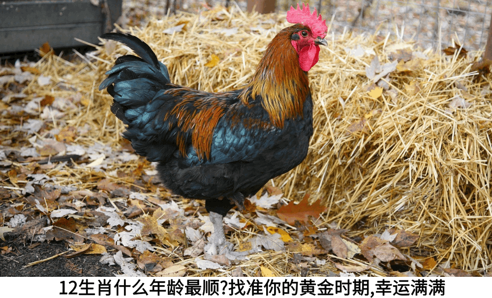 12生肖什么年龄最顺？找准你的黄金时期，幸运满满