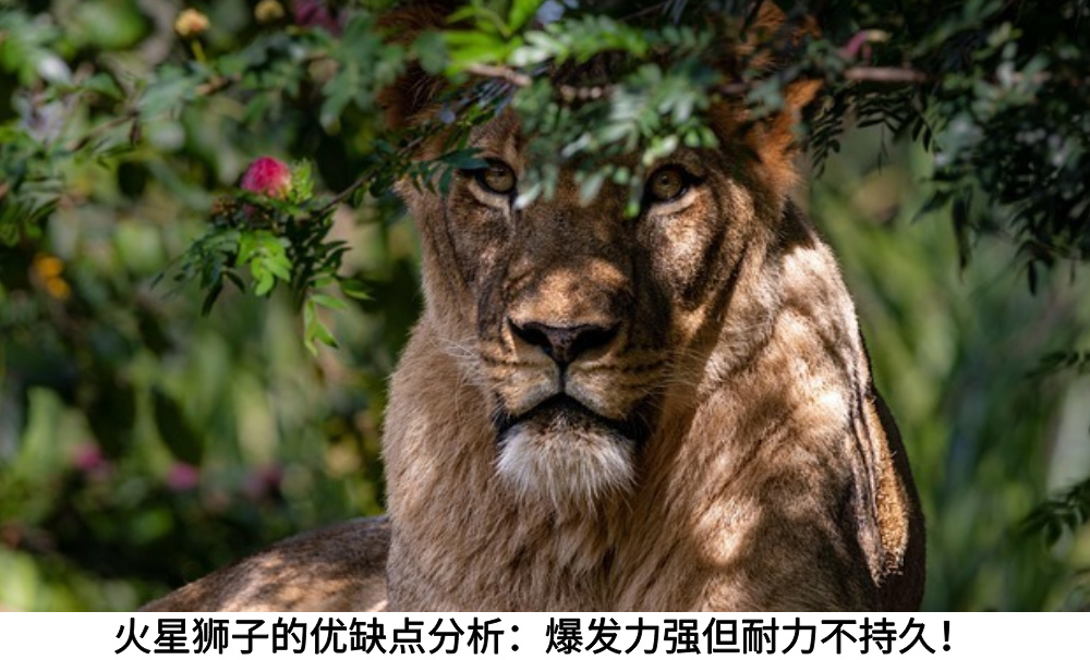 火星狮子的优缺点分析：爆发力强但耐力不持久！