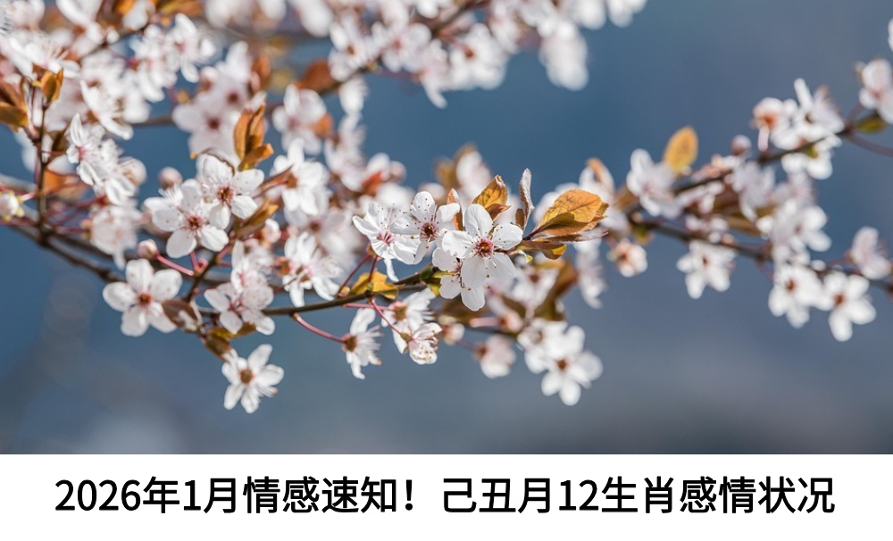 2026年1月情感速知！己丑月12生肖感情状况