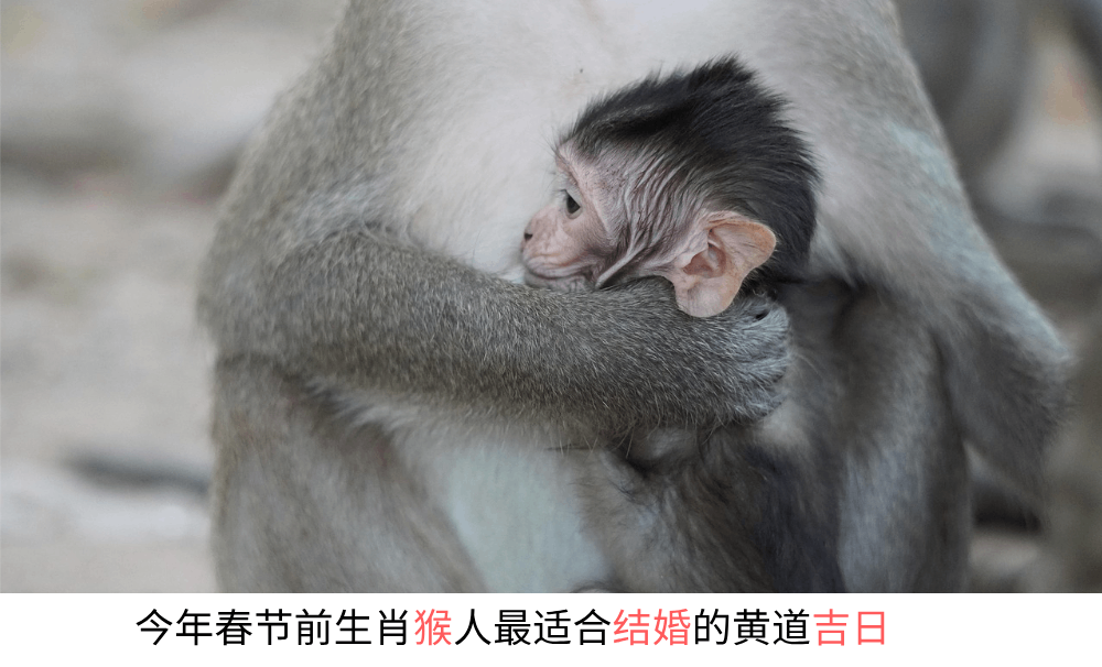 今年春节前生肖猴人最适合结婚的黄道吉日