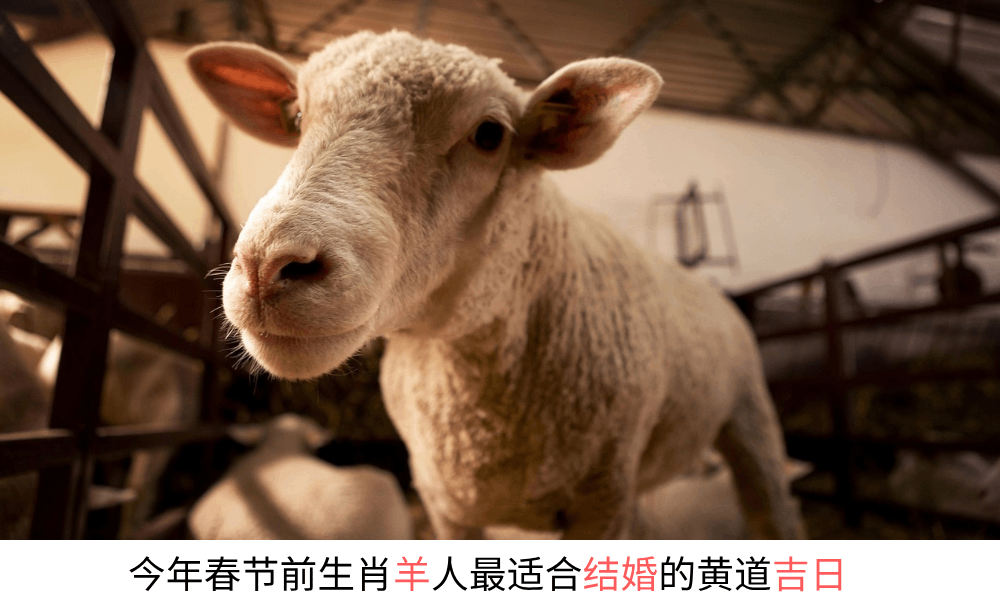 今年春节前生肖羊人最适合结婚的黄道吉日