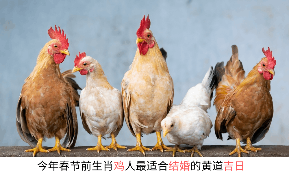 今年春节前生肖鸡人最适合结婚的黄道吉日