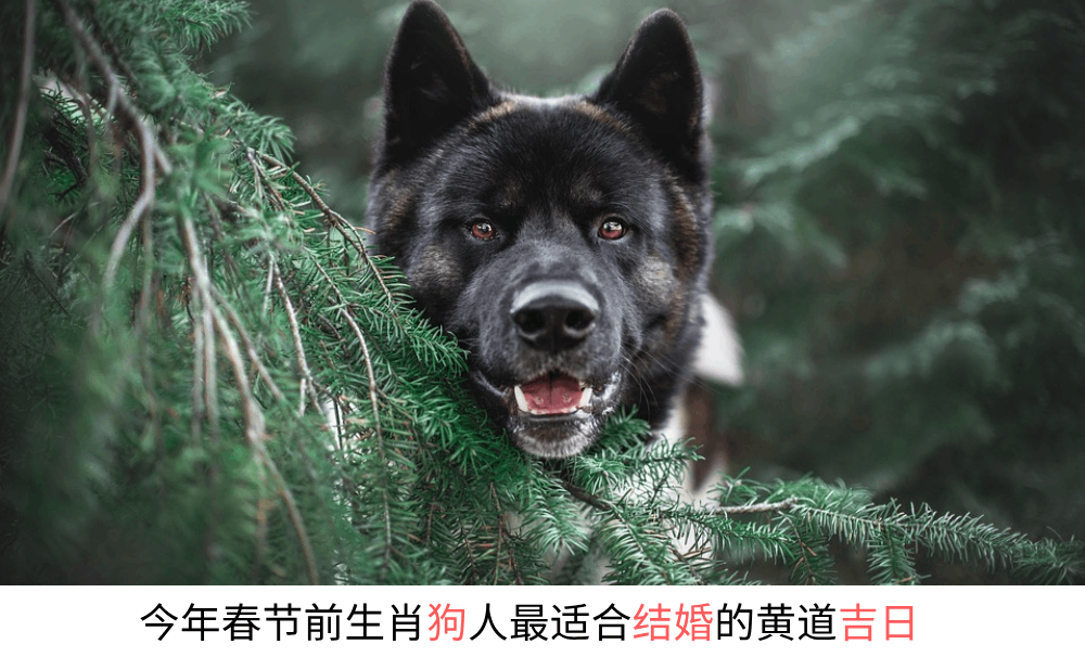今年春节前生肖狗人最适合结婚的黄道吉日