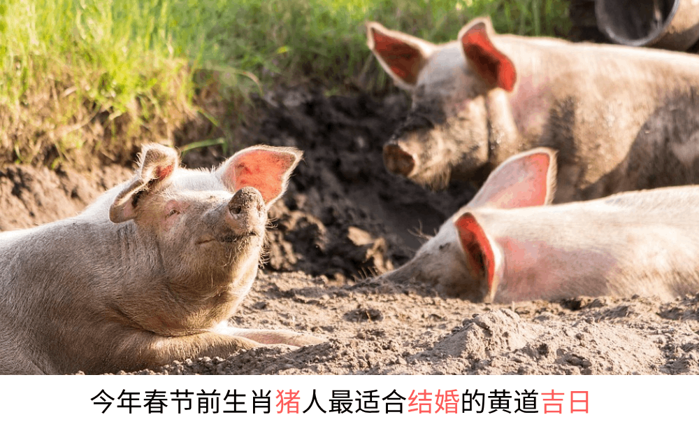今年春节前生肖猪人最适合结婚的黄道吉日