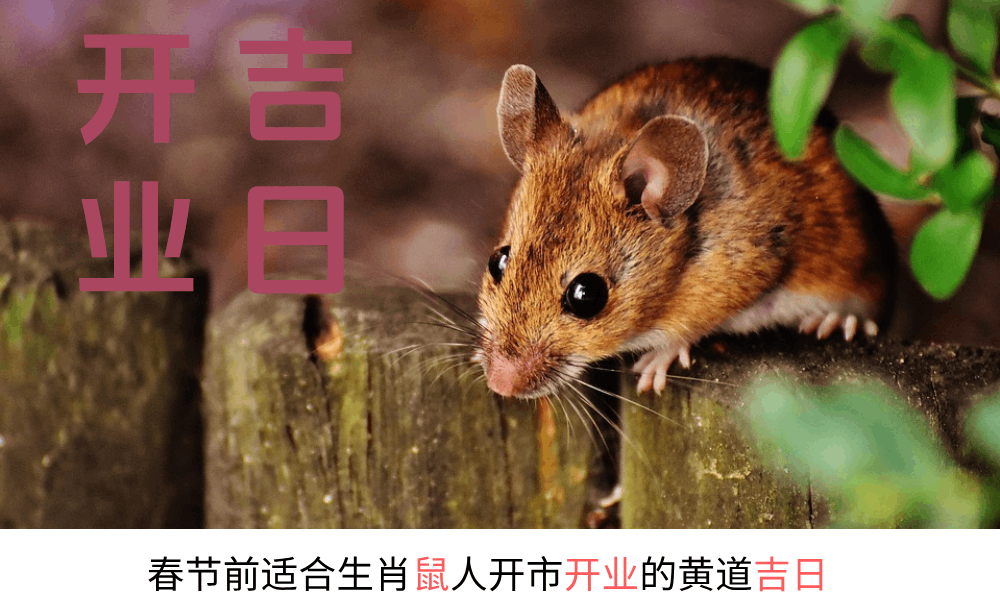 春节前适合生肖鼠人开市开业的黄道吉日