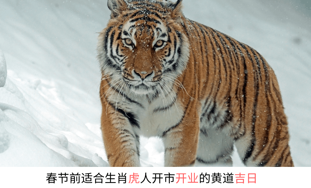 今年春节前适合生肖虎人开市开业的黄道吉日