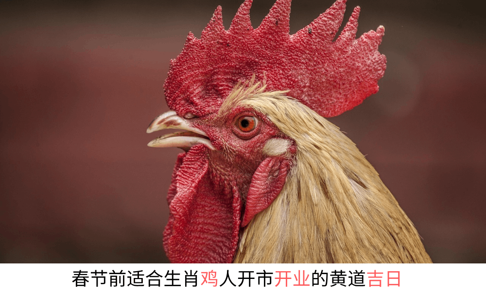 今年春节前适合生肖鸡人开市开业的黄道吉日