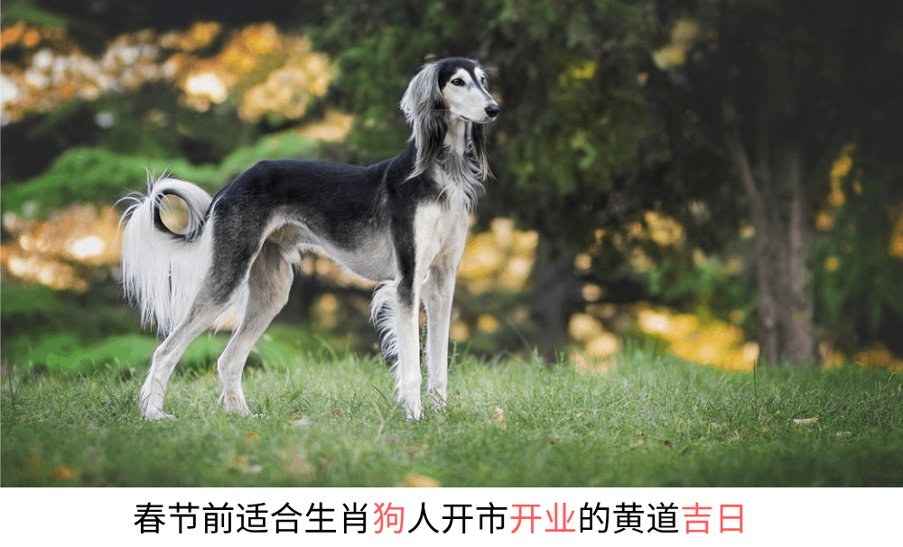 今年春节前适合生肖狗人开市开业的黄道吉日