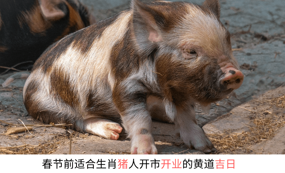 今年春节前适合生肖猪人开市开业的黄道吉日