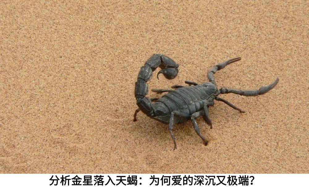 分析金星落入天蝎：为何爱的深沉又极端？