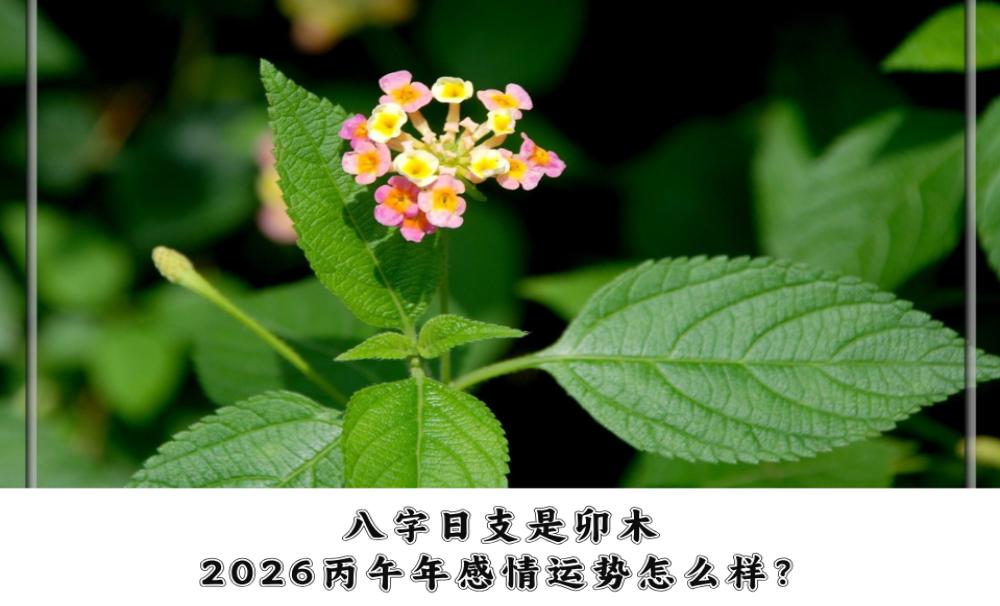 八字日支是卯木，2026丙午年感情运势怎么样？