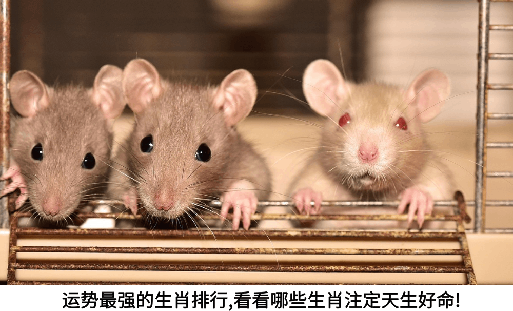 运势最强的生肖排行,看看哪些生肖注定天生好命!