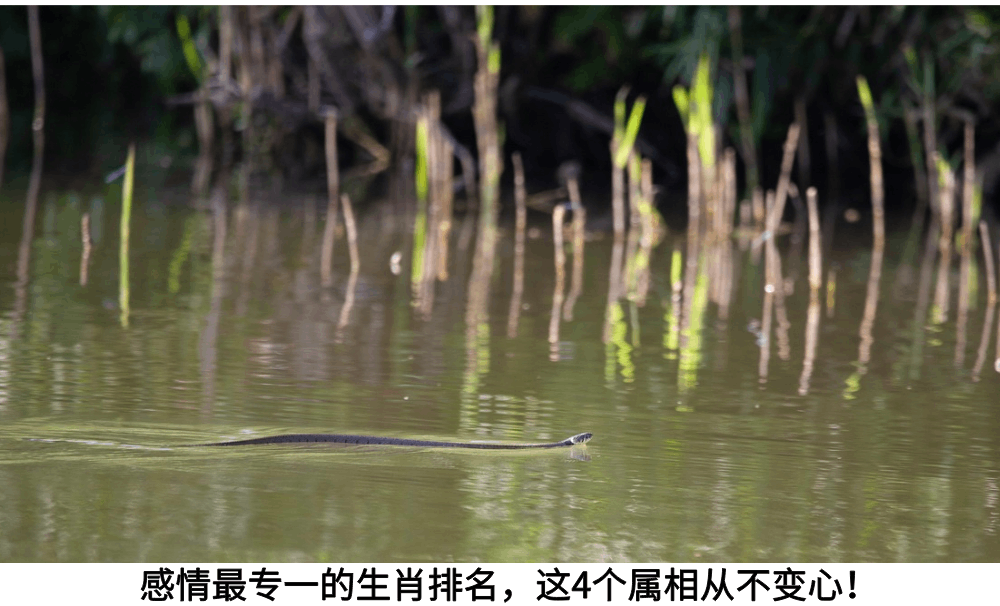 感情最专一的生肖排名,这4个属相从不变心!