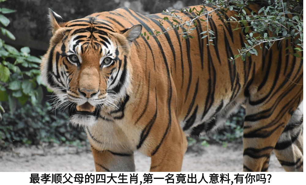 最孝顺父母的四大生肖,第一名竟出人意料,有你吗?