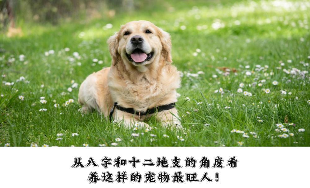 从八字和十二地支的角度看，养这样的宠物最旺人！