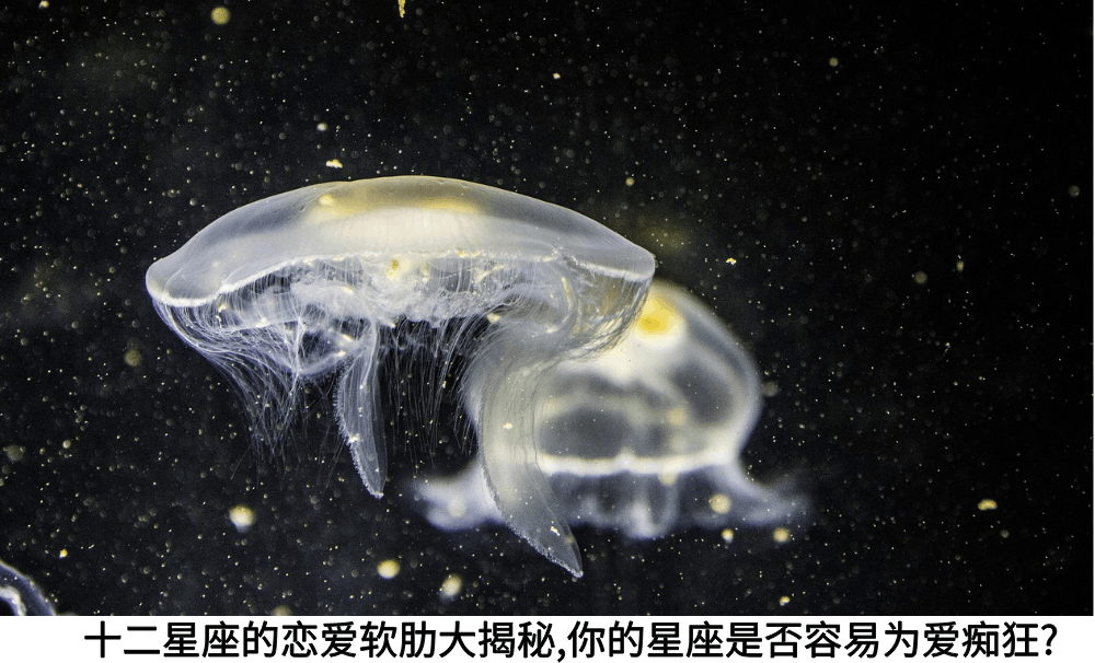 十二星座的恋爱软肋大揭秘,你的星座是否容易为爱痴狂?