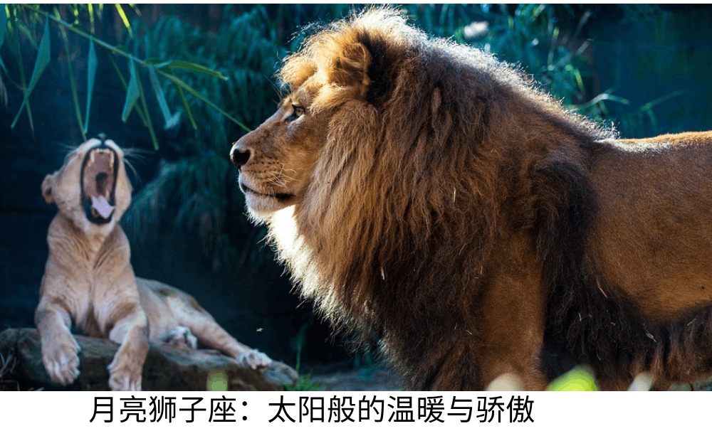 月亮狮子座：太阳般的温暖与骄傲
