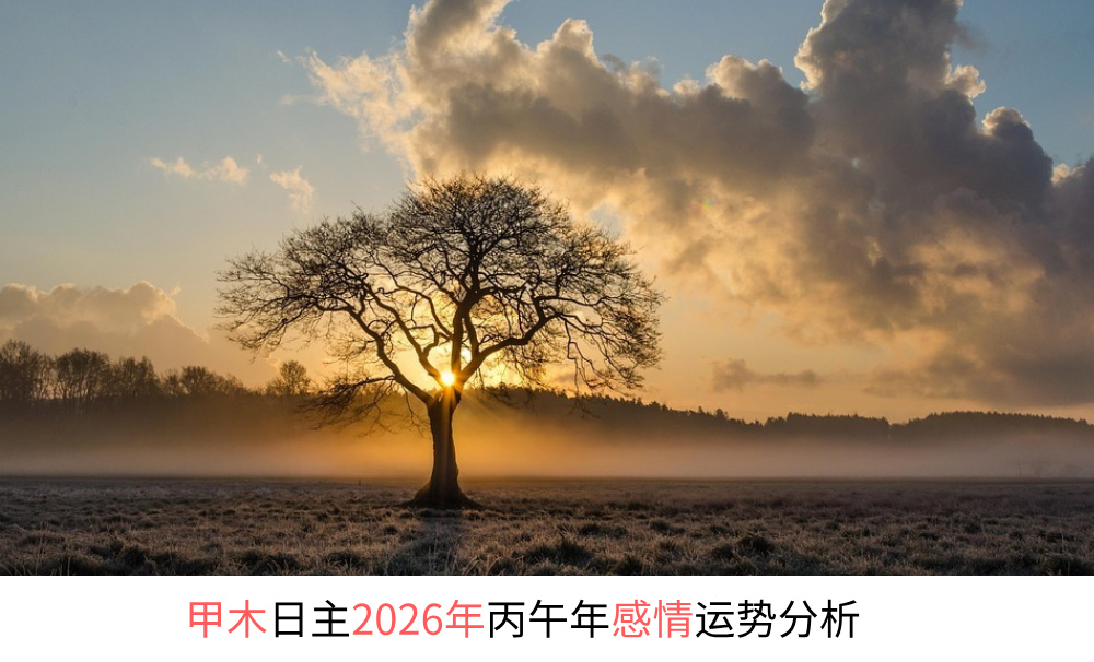 甲木日主2026年丙午年感情运势分析
