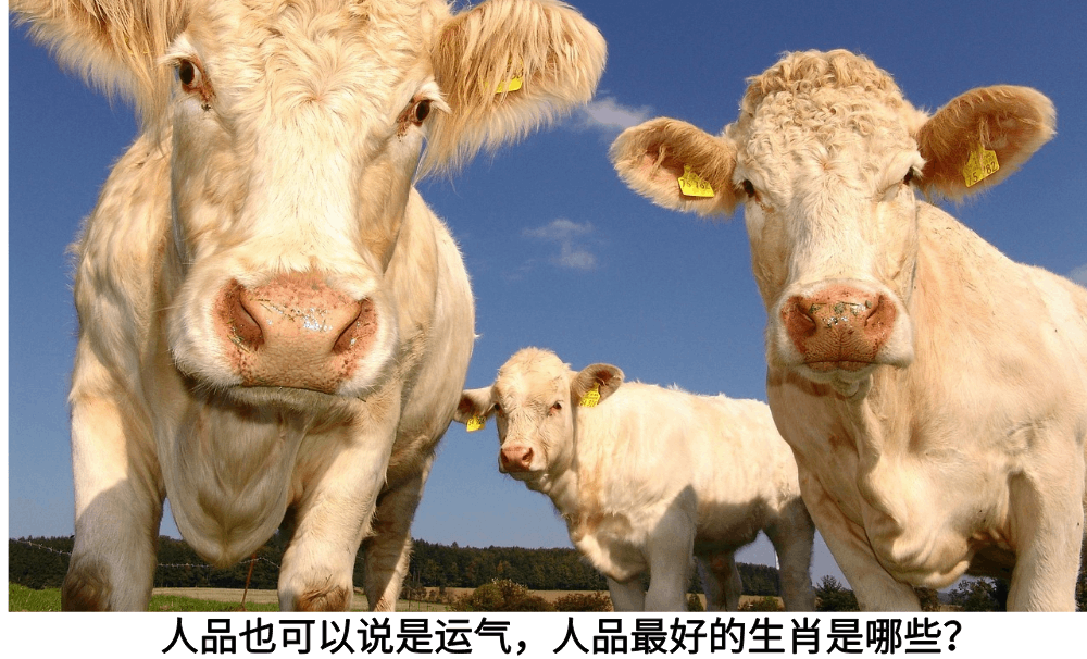 人品也可以说是运气，人品最好的生肖是哪些？