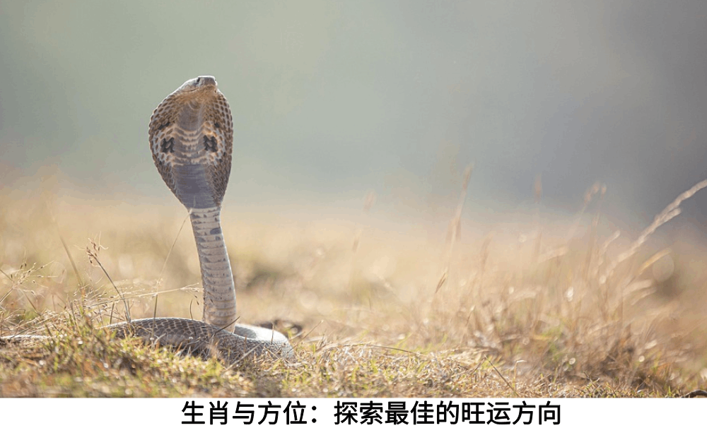 生肖与方位：探索最佳的旺运方向