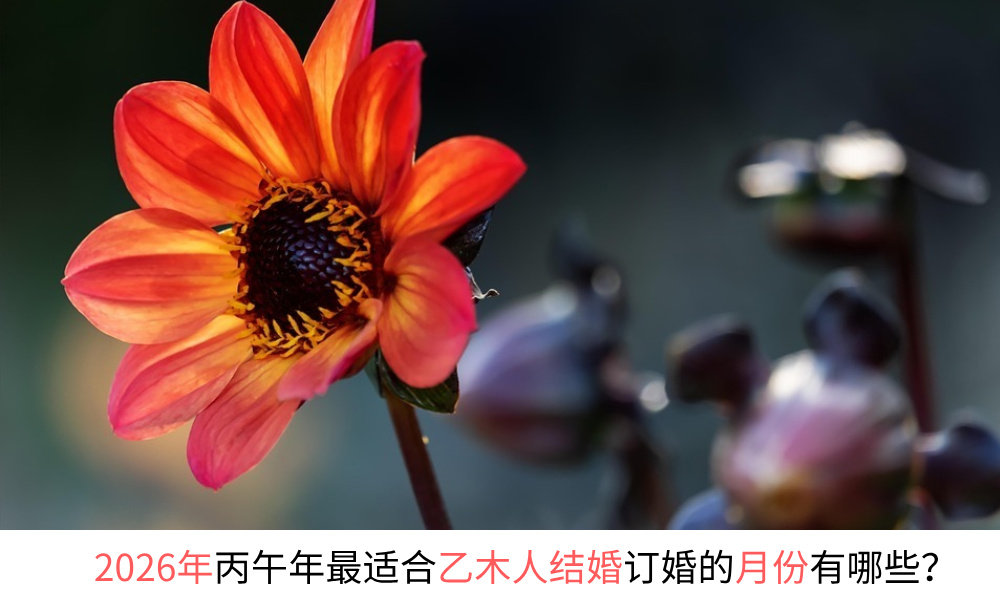 2026年最适合乙木人结婚订婚的月份有哪些？