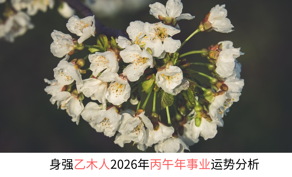 身强乙木人2026年丙午年事业运势分析