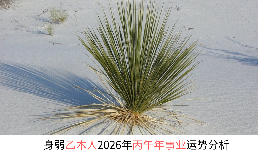 身弱乙木人2026年丙午年事业运势分析