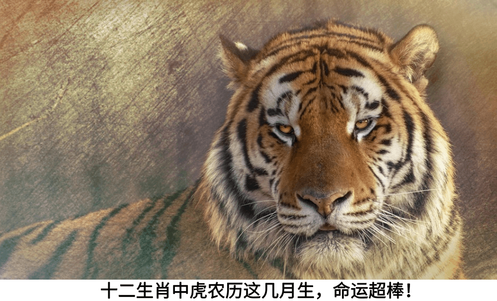 十二生肖中虎农历这几月生，命运超棒！