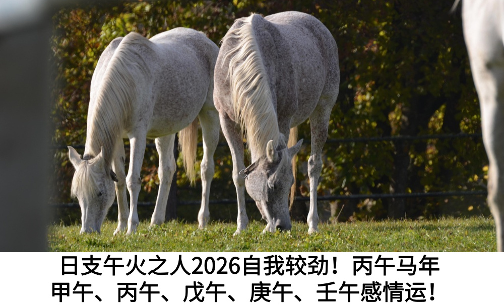 日支午火之人2026自我较劲！丙午马年甲午、丙午、戊午、庚午、壬午感情运！