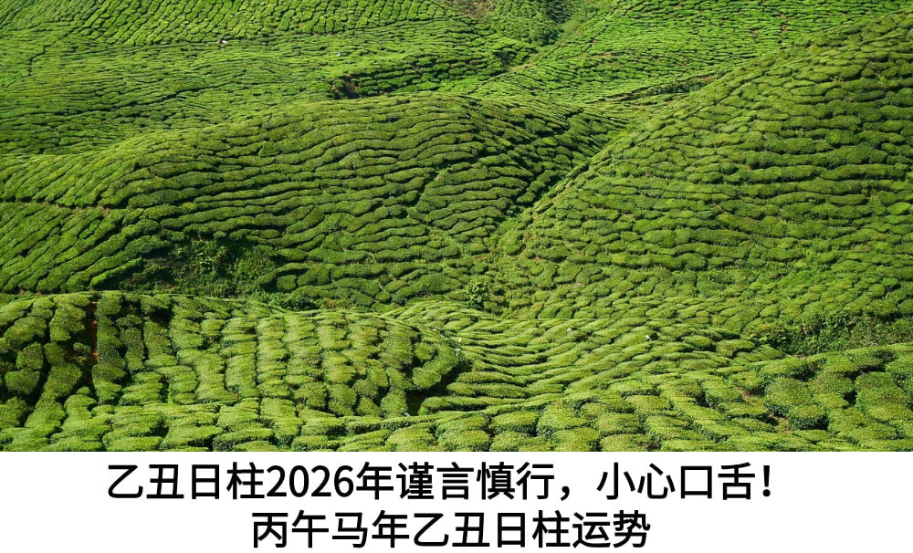乙丑日柱2026年谨言慎行，小心口舌！丙午马年乙丑日柱运势