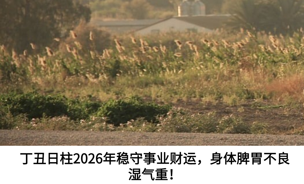 丁丑日柱2026年稳守事业财运，身体脾胃不良湿气重！