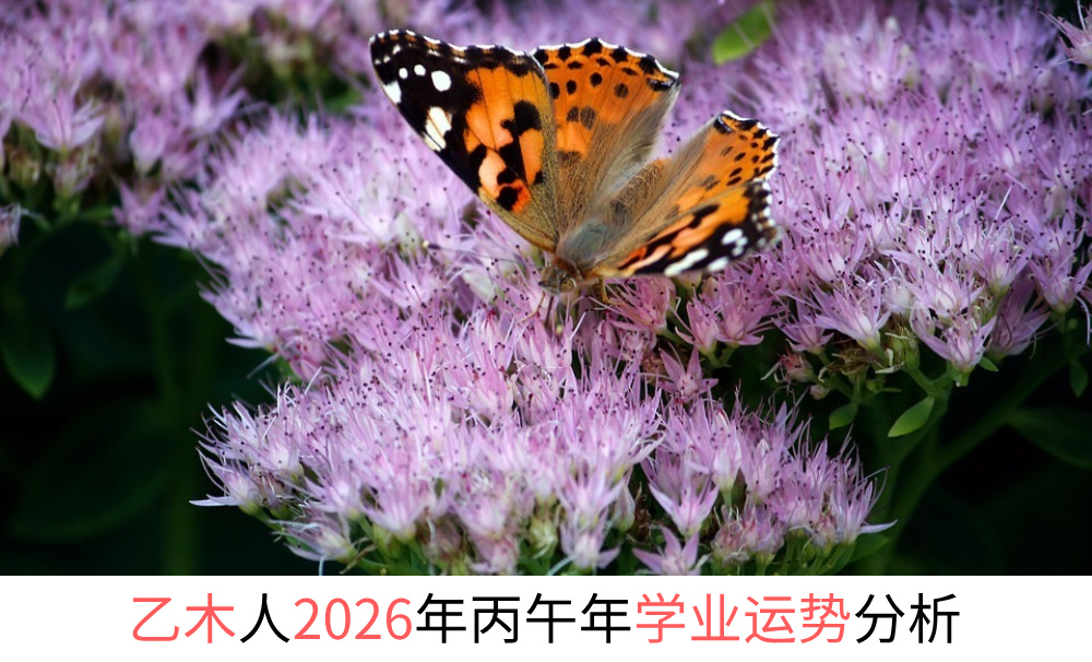 乙木人2026年丙午年学业运势分析