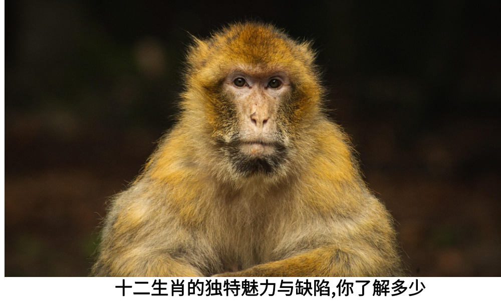 十二生肖的独特魅力与缺陷，你了解多少
