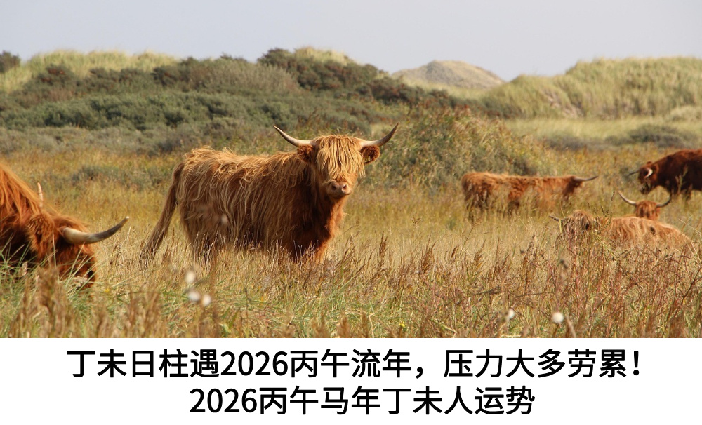丁未日柱遇2026丙午流年，压力大多劳累！2026丙午马年丁未人运势