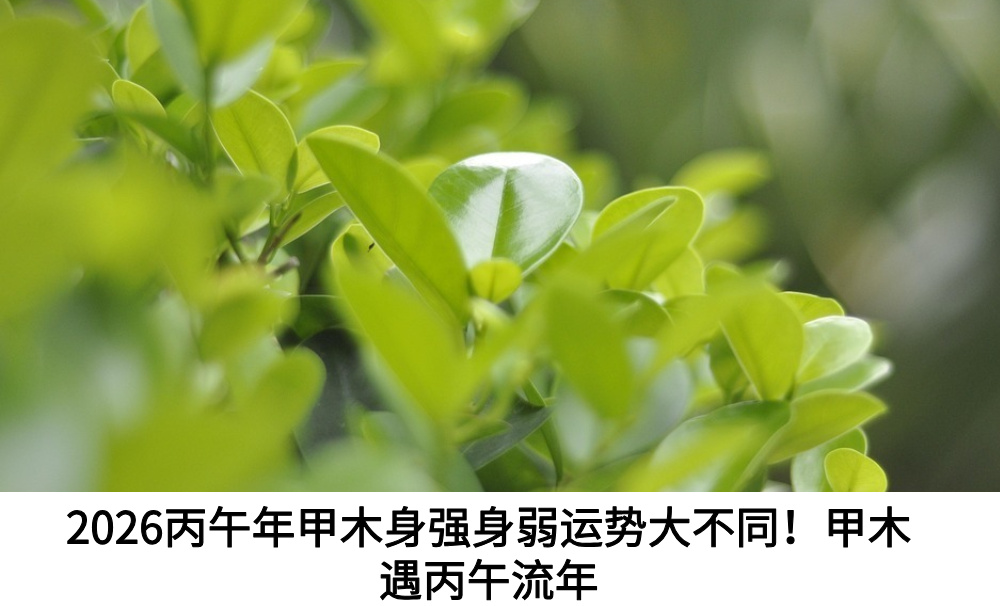 2026丙午年甲木身强身弱运势大不同!甲木遇丙午流年