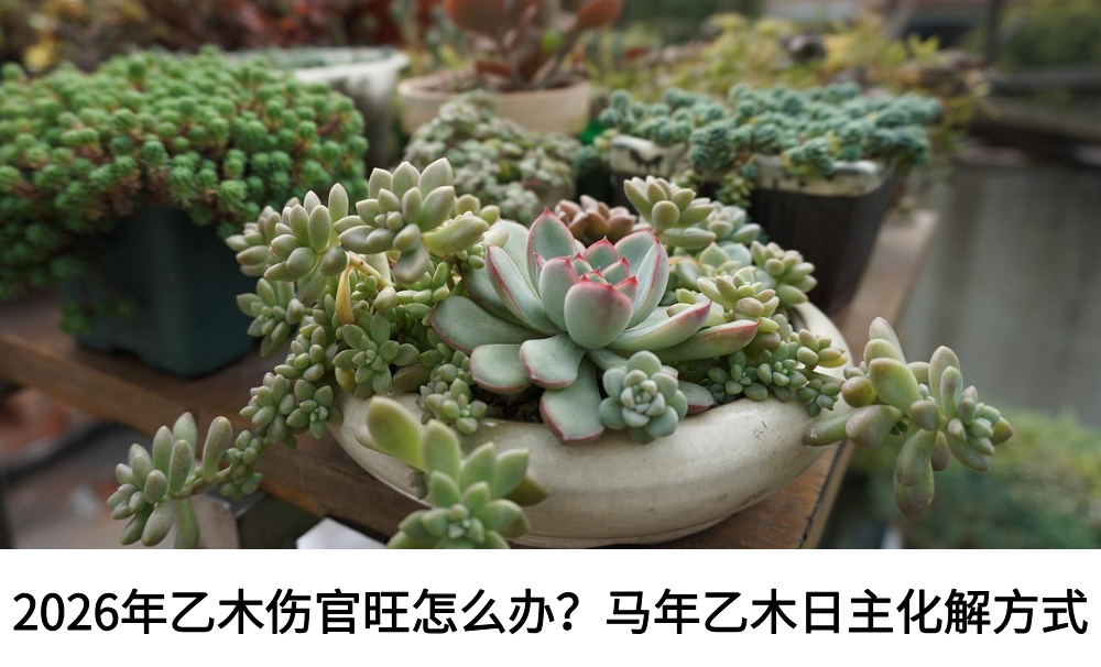 2026年乙木伤官旺怎么办？马年乙木日主化解方式