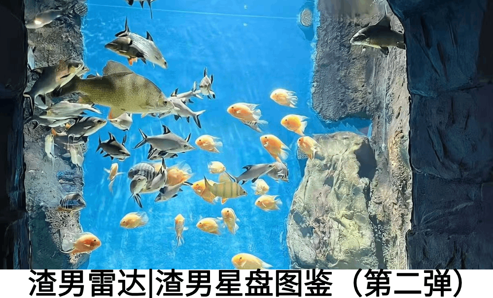 渣男雷达|渣男星盘图鉴（第二弹）