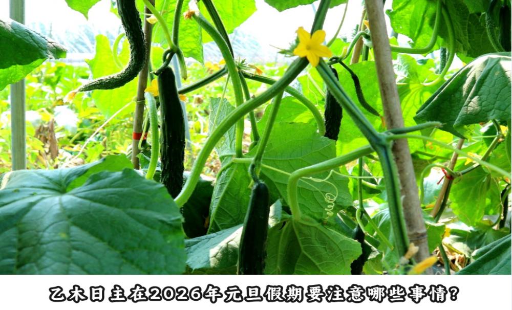 乙木日主在2026年元旦假期要注意哪些事情？