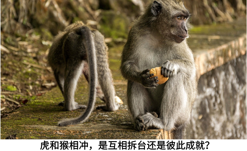 虎和猴相冲，是互相拆台还是彼此成就?