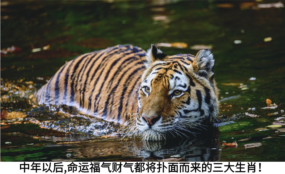 中年以后，命运福气财气都将扑面而来的三大生肖！